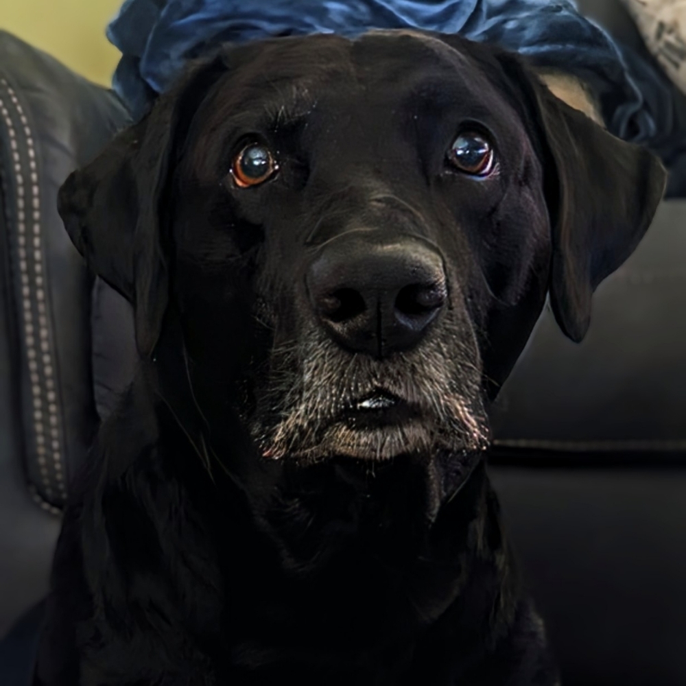 Meet your Posher, Phoebe